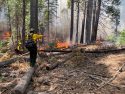 California State Parks Plans Prescribed Burn At Calaveras Big Trees