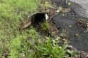 Highway 49 Culvert Work To Slow Traffic In Tuttletown