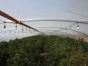 Arrest In Calaveras Marijuana Bust