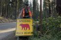 Yosemite Sounding Alarm For Drivers To Watch Out For Wildlife Yosemite Sounding Alarm For Drivers To Watch Out For Wildlife