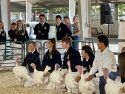Mother Lode Fair Junior Livestock Auction Sales Up
