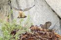 Peregrine Falcons Flying High Over Yosemite Skies