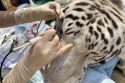 PAWS &ldquo;Tiger King&rdquo; Cat Undergoes Cutting-Edge Eye Surgery