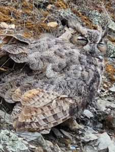 Great Horned Owl hit by car on HWY 4 -- CHP photo
