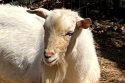 Lost Goat And Rabies Vaccinations Lost Goat And Rabies Vaccinations