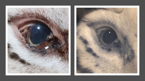 Pictured are color (left) and infrared (right) photos of Falcor’s right eye. Infrared photography can assist in identifying specific eye issues not readily visible with a regular examination or color photography. Here, the lower eyelid tumor is more defined and easily identified in the infrared image.