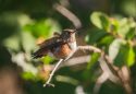 Join in on Audubon’s Winter Bird Count