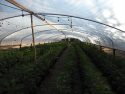Illegal Pot Grow Bust In Calaveras County