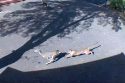 Mountain Lion Sighting In Tuttletown Area Mountain Lion Sighting In Tuttletown Area