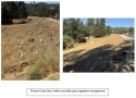 TUD Dispatches Goats To Help With Vegetation Management