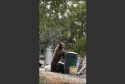 Bear Caught On Camera Seeking Food In East Sonora