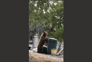 Bear in Highway 108 area between Sonora and Soulsbyville