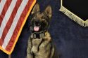 K-9 Sniffs Out Drugs After Traffic Stop In Wallace