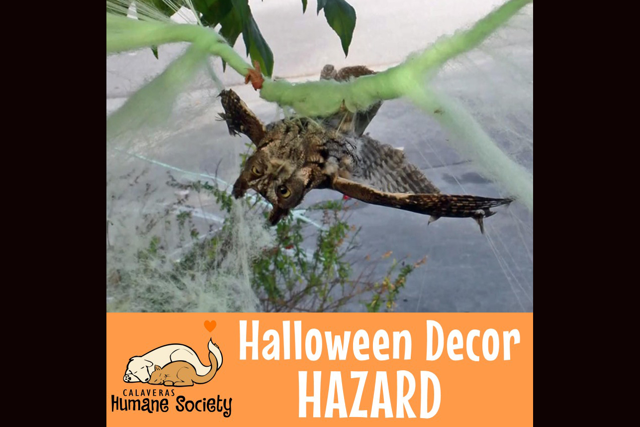Halloween Can Be Spooky For Pets And Wildlife