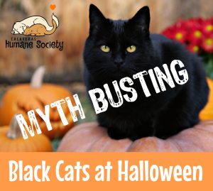 CHS Halloween myth busting about black cats