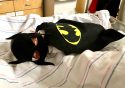 Preemies Dressed For Halloween