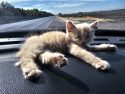 Calaveras CHP Officer Saves A Kitten And Gets Temporary Partner