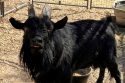 Calaveras County Shelter Looking For Owners Of Lost Animals