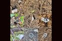 Forest Highlights: Lasting Impacts Of Micro-Trash