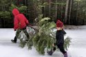 Recycling, Holiday Style