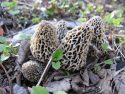 The Fungus Among Us