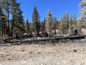 Peak Fire Near Full Containment In Stanislaus National Forest