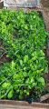 Tucking in Your Beds (Cover Crops)