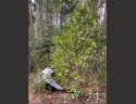 Stanislaus National Forest Urges Extra Caution While Christmas Tree Harvesting