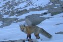 Snapshots Of Yosemite Wildlife