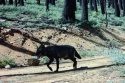 State Project To Advance Science and Management of Gray Wolves