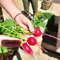 Gardening with Others: Lessons Learned