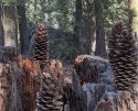 Overlooked Abundance