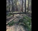 Winds Caused Havoc At Calaveras Big Trees State Park