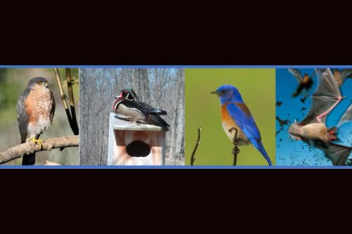 Mother Lode Property Owners Asked To Monitor Bats And Birds