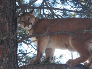 Mountain lion -- U.S. Forest photo