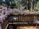 Deck with Wisteria