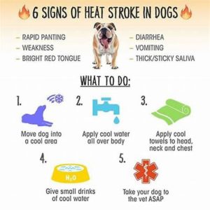 Six signs of heat stroke in dogs chart -- TCAC