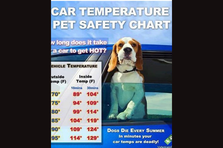 Hot Temps Also Deadly To Four-legged Friends