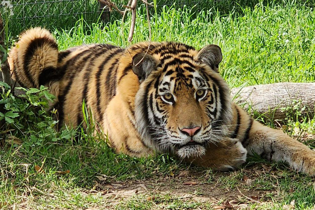 PAWS Celebrates Tiger Cleo’s One-Year Anniversary