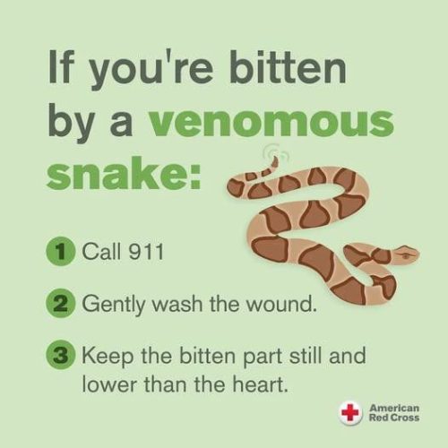 American Red Cross graphic on what to do if bitten by a rattlesnake