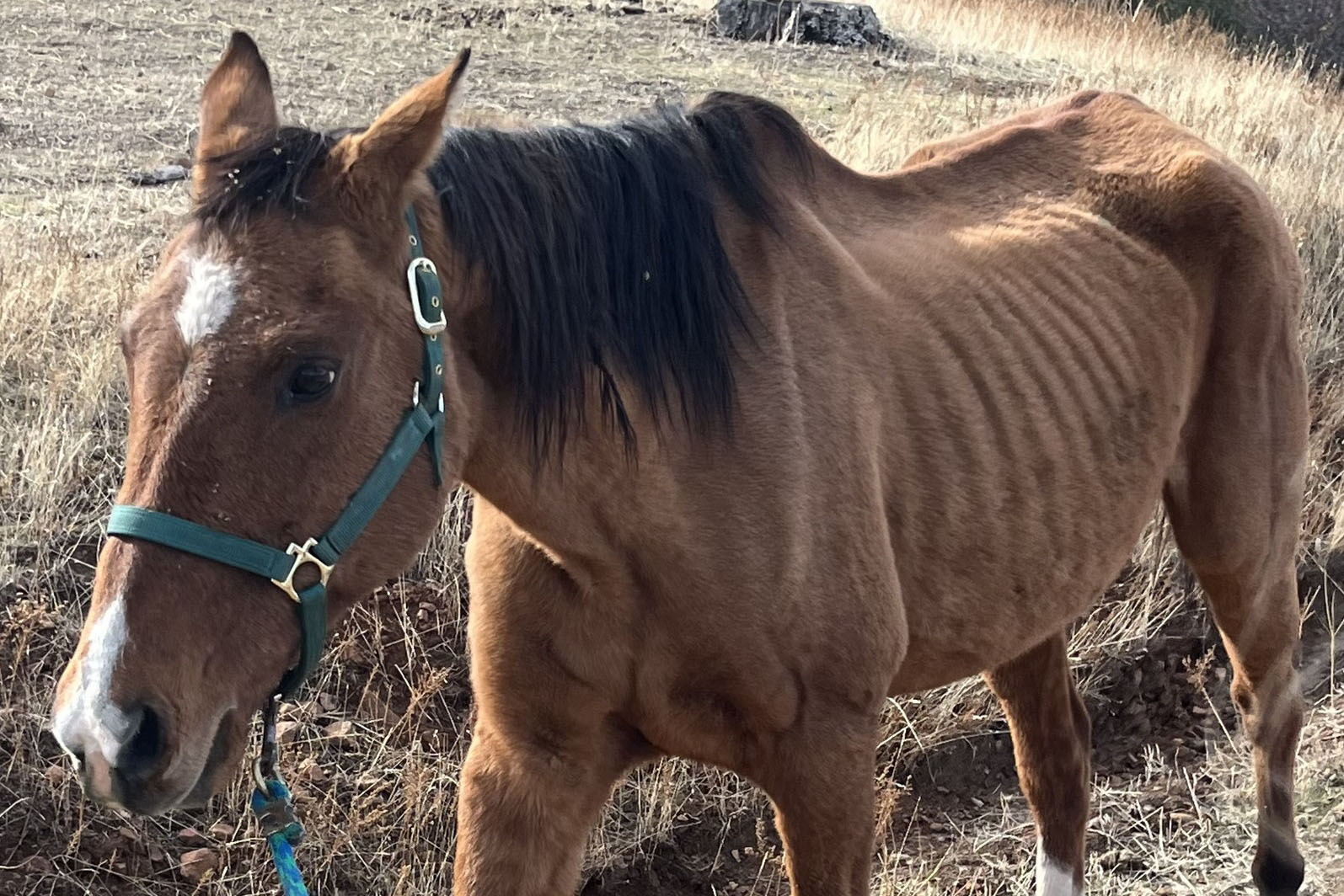 Horse Left Deep In Forest Finds Forever Home
