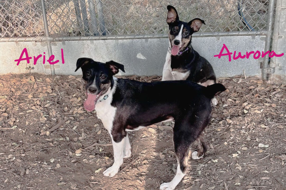 Free Adoption Day And Vaccine Clinic This Weekend