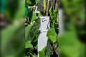 Green Beans height measurement