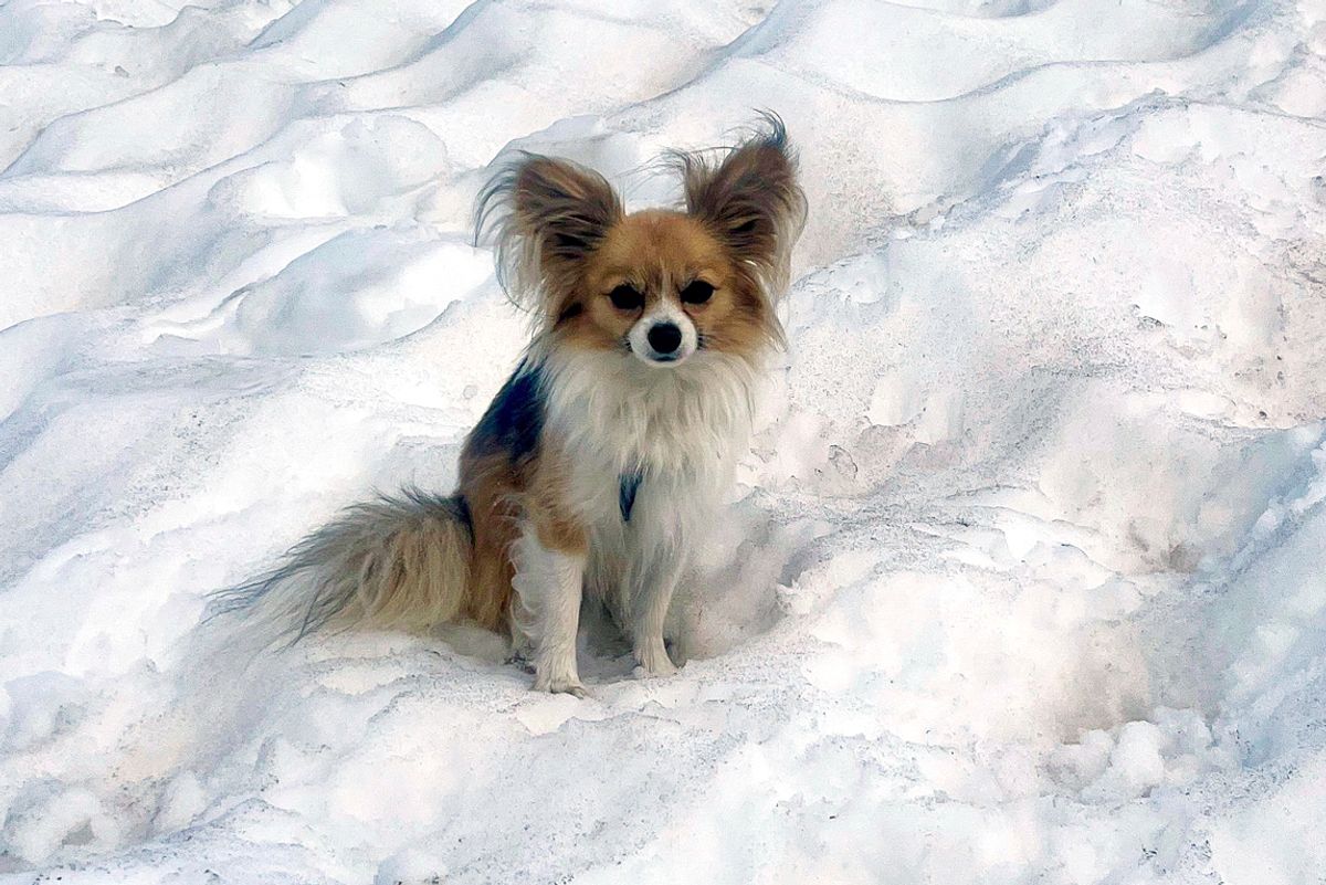 A pacing Chihuahua helps Swiss rescuers find a man who fell into a glacier