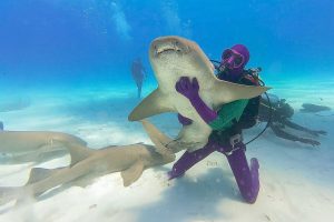 TV Shark Week