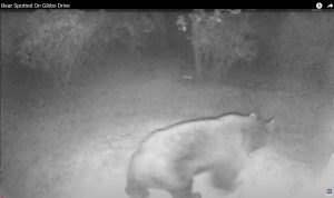 Bear Spotted on Gibbs Drive