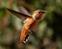 Picture Rufus Hummingbird