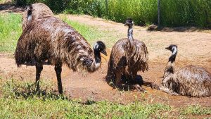 PAWS emu sprinkler—PAWS photo