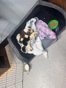 Two tiny puppies nursed back to health—TCAC photo
