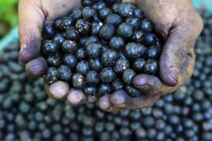 Brazil Acai Berries